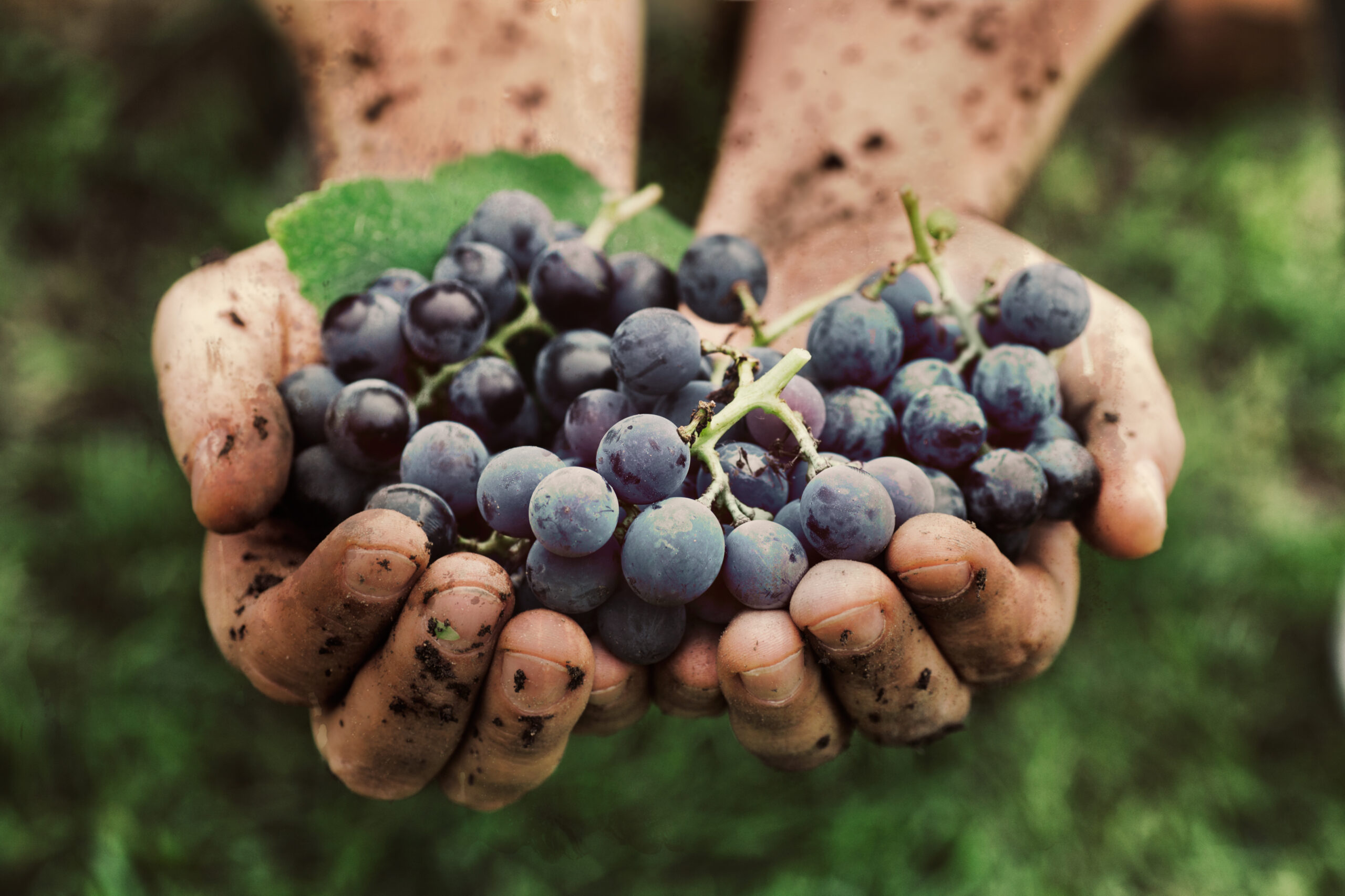 Grapes,Harvest.,Farmers,Hands,With,Freshly,Harvested,Black,Grapes.